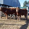 Limousin celebra sus 60 años con una destacada convocatoria de reproductores en la 40ª Exposición de Primavera en Jesús María