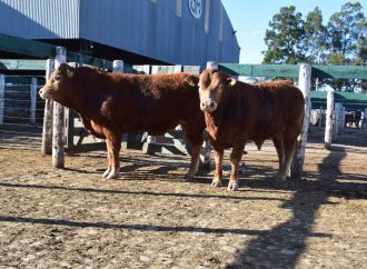 Limousin celebra sus 60 años con una destacada convocatoria de reproductores en la 40ª Exposición de Primavera en Jesús María