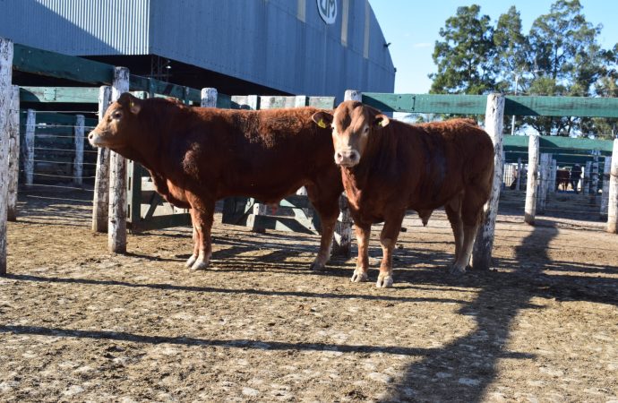 Limousin celebra sus 60 años con una destacada convocatoria de reproductores en la 40ª Exposición de Primavera en Jesús María