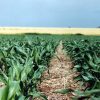 Maíz y nutrición: el diagnóstico de suelos, la clave para transformar la disponibilidad de agua en rendimiento