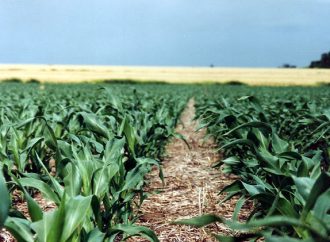 Maíz y nutrición: el diagnóstico de suelos, la clave para transformar la disponibilidad de agua en rendimiento