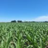 Menos pérdidas, más sustentabilidad: logran reducir a la mitad la fuga de nitrógeno en el cultivo de maíz