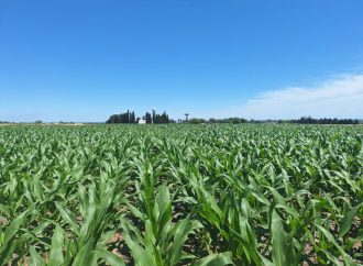 Menos pérdidas, más sustentabilidad: logran reducir a la mitad la fuga de nitrógeno en el cultivo de maíz