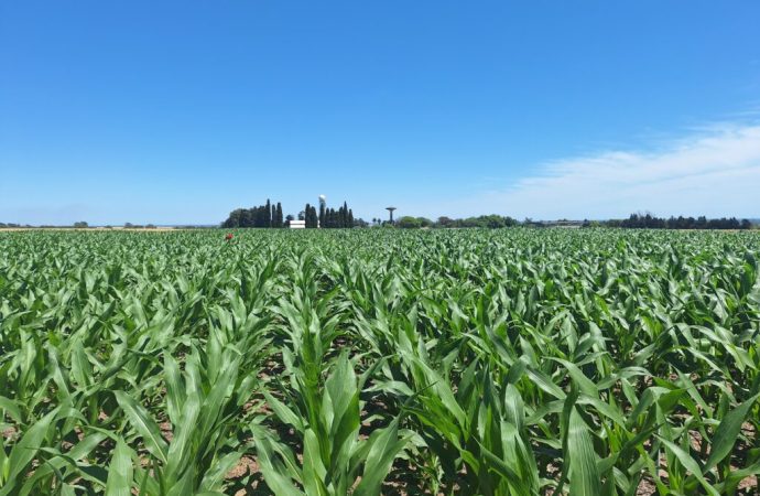 Menos pérdidas, más sustentabilidad: logran reducir a la mitad la fuga de nitrógeno en el cultivo de maíz