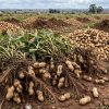 Maní argentino: midieron su huella ambiental de punta a punta y destacan su favorable desempeño internacional