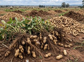 Maní argentino: midieron su huella ambiental de punta a punta y destacan su favorable desempeño internacional