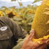 El girasol emerge como la alternativa estratégica en las zonas donde la soja encuentra su límite productivo