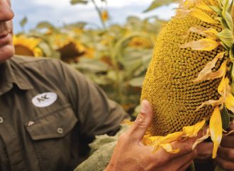 El girasol emerge como la alternativa estratégica en las zonas donde la soja encuentra su límite productivo