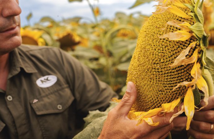 El girasol emerge como la alternativa estratégica en las zonas donde la soja encuentra su límite productivo
