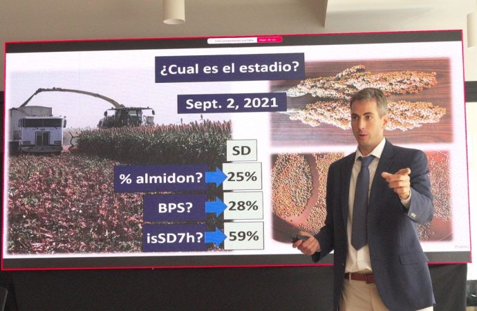 La revolución silenciosa del sorgo: el cultivo clave que desafía la supremacía del maíz en la ganadería