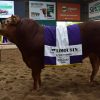 Éxito y récord en el cierre de la Expo de Primavera Limousin: se subastó un toro por $22 millones en Jesús María