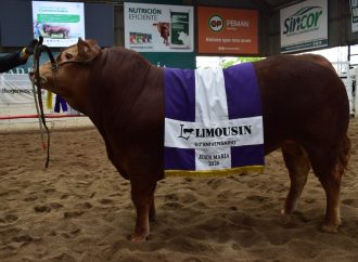 Éxito y récord en el cierre de la Expo de Primavera Limousin: se subastó un toro por $22 millones en Jesús María