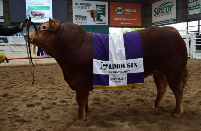 Éxito y récord en el cierre de la Expo de Primavera Limousin: se subastó un toro por $22 millones en Jesús María