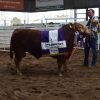 Éxito y récord en el cierre de la Expo de Primavera Limousin: se subastó un toro por $22 millones en Jesús María