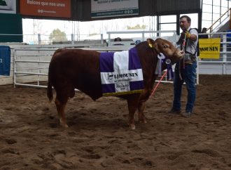 Éxito y récord en el cierre de la Expo de Primavera Limousin: se subastó un toro por $22 millones en Jesús María