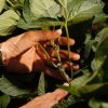 Genética y manejo agronómico: las claves de Nidera para liderar el rendimiento de la soja en una campaña «Niño»