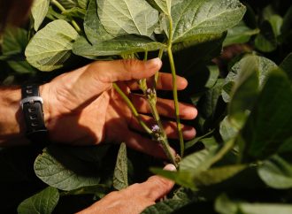 Genética y manejo agronómico: las claves de Nidera para liderar el rendimiento de la soja en una campaña «Niño»