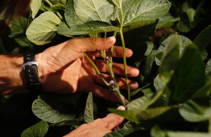 Genética y manejo agronómico: las claves de Nidera para liderar el rendimiento de la soja en una campaña «Niño»