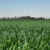 El clima acorrala a la región núcleo: la falta de agua y el frío amenazan al trigo y frenan al maíz