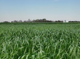 El clima acorrala a la región núcleo: la falta de agua y el frío amenazan al trigo y frenan al maíz