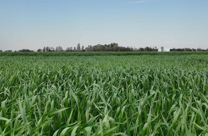 El clima acorrala a la región núcleo: la falta de agua y el frío amenazan al trigo y frenan al maíz