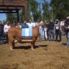 Cabaña El Porvenir se consagra en la ExpoBra 2026 con el Gran Campeón Hembra