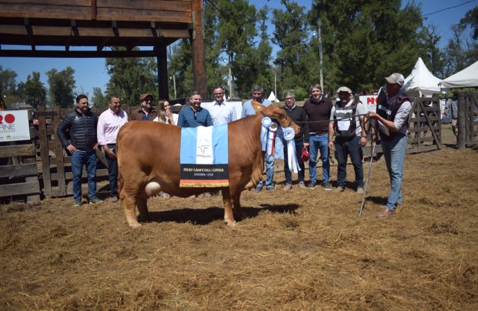 Cabaña El Porvenir se consagra en la ExpoBra 2026 con el Gran Campeón Hembra Brangus